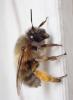 Anthophora plumipes